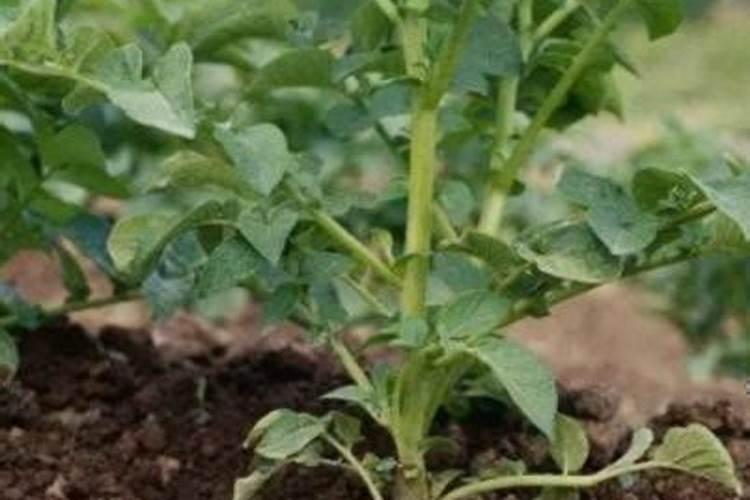 种麦子用什么复合肥好