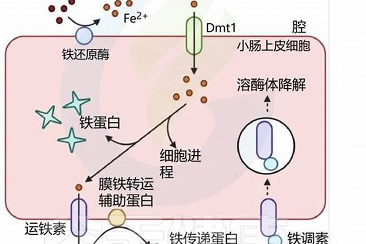 铁肥和钾肥可以一起用吗