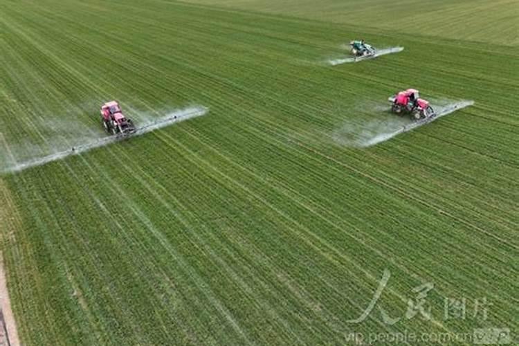 枣树花期喷什么农药