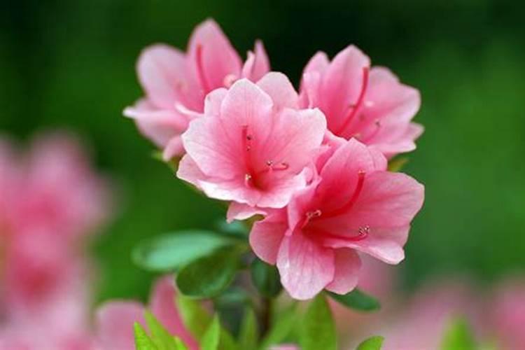 杜鹃花能不能施复合肥？