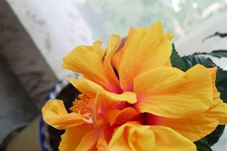 扶桑花施什么肥扶桑花怎么施肥