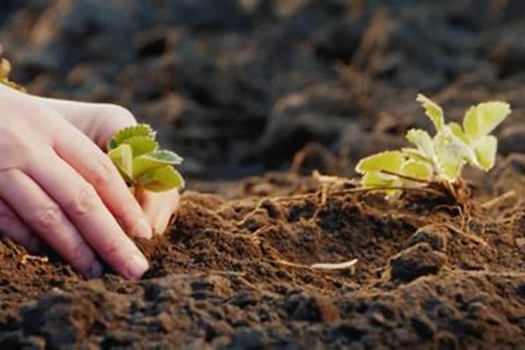 腐植酸有什么作用？腐植酸肥料的使用标准是什么？