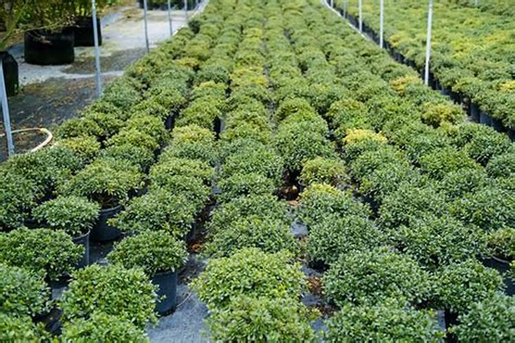 2019洛阳水果采摘园在哪+采摘价格+路线