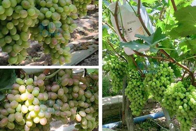 种玉米控释肥一定比复合肥好？别花“冤枉”钱,两者有哪些区别？