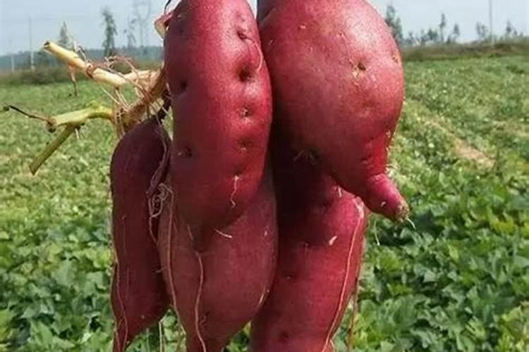 栽红薯用什么肥料最好