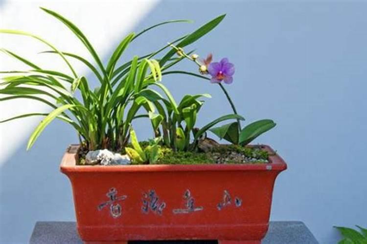 兰花什么季节施肥最好