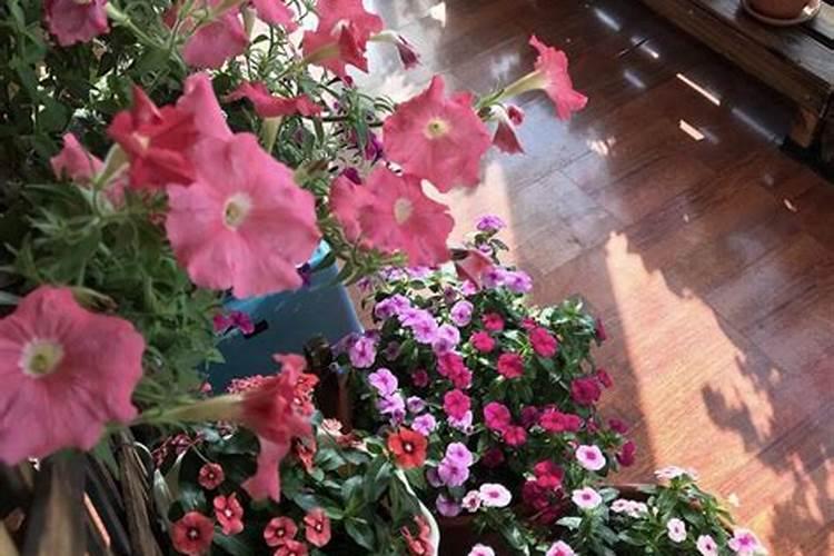 大樱桃施磷酸二氢钾吗？怎样施？