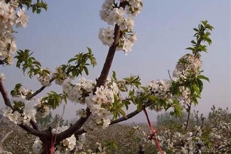 硼肥和磷酸二氢钾可以混用吗