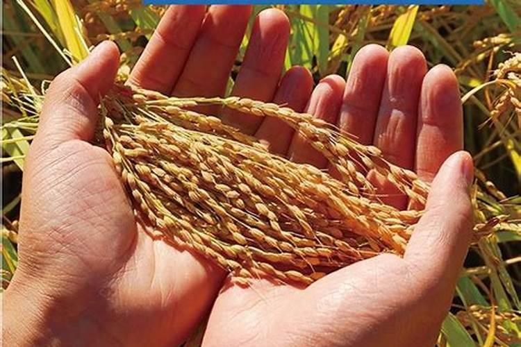 水稻什么时候施反青肥