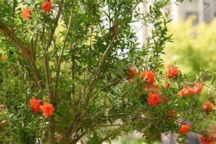 石榴树栽了三个月了还没有发芽怎么办？