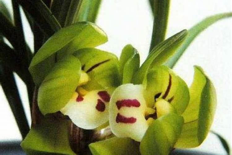 磷酸二氢钾和芸苔素混搭喷施烟叶怎么时候最佳？