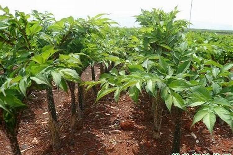 云南二代花魔芋种植需要注意什么