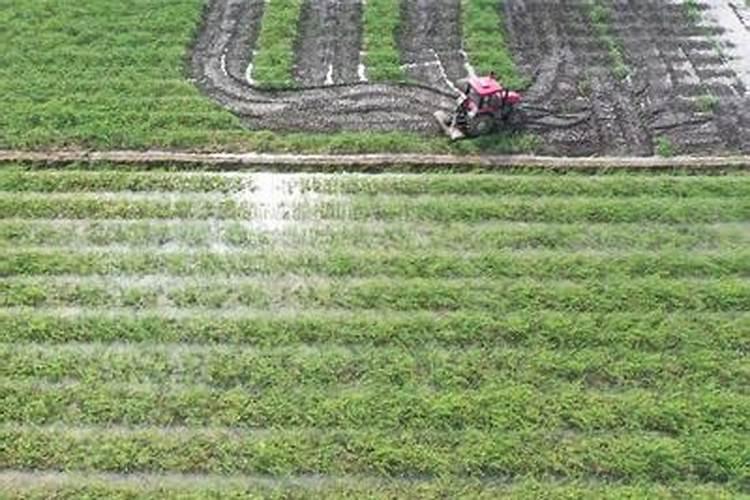 磷钾肥的科学施用方法总结