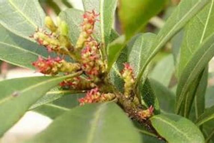 杨梅树已经开花,怎样施肥防病害？