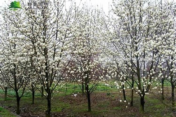 白玉兰花树怎么种植