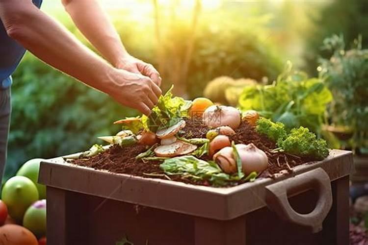 黑橄榄树开花不结果？