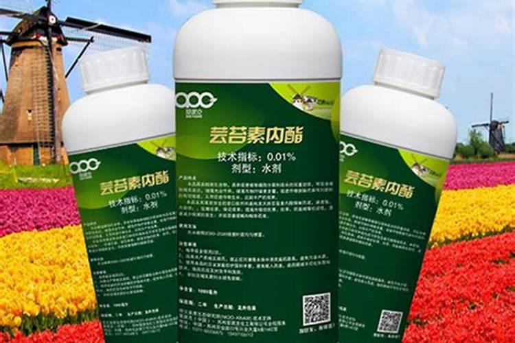 芸苔素内酯如何兑水