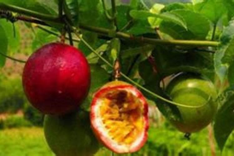 水稻机插秧40天左右,发红怎么回事