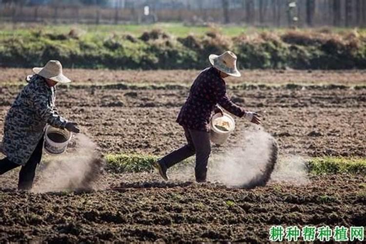 多肉用什么肥料施肥最好