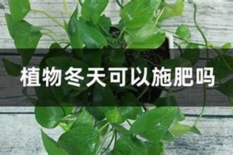 冬天北方暖气怎么养多肉