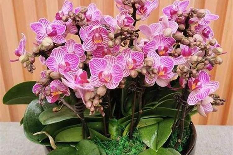 花多多2号给蝴.蝶兰怎么施肥？