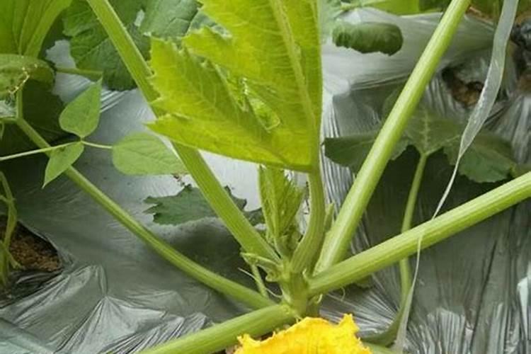 沙田柚在着色期的时候施肥时间是什么时候？还有施什么样的肥料科学？