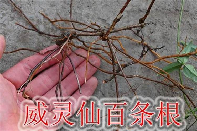威灵仙的养殖方法和注意事项