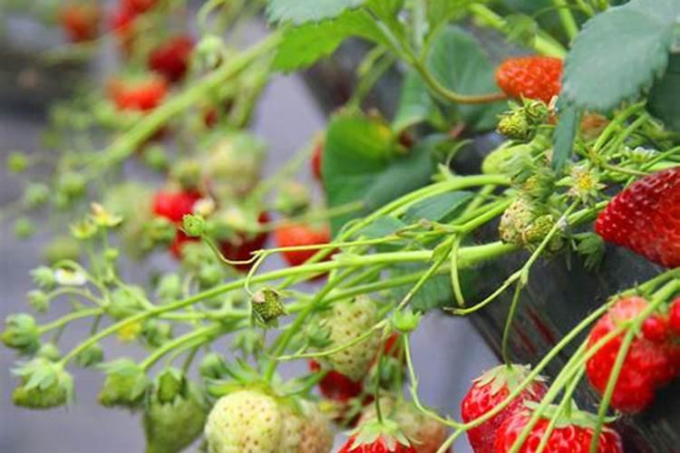 园林基肥用什么肥料