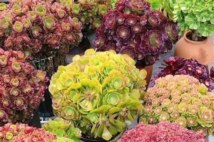 湿地松什么时候移栽？湿地松的种植与管理技术