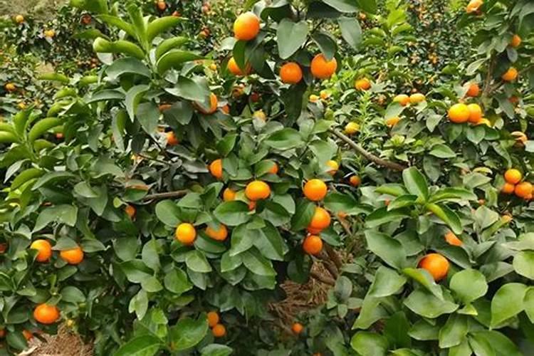 橘子树用什么肥料最好？橘子树施肥方法和注意事项
