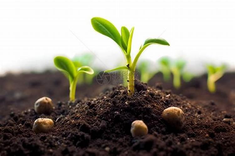 春天移栽的小果树苗没死,为什么不发芽,