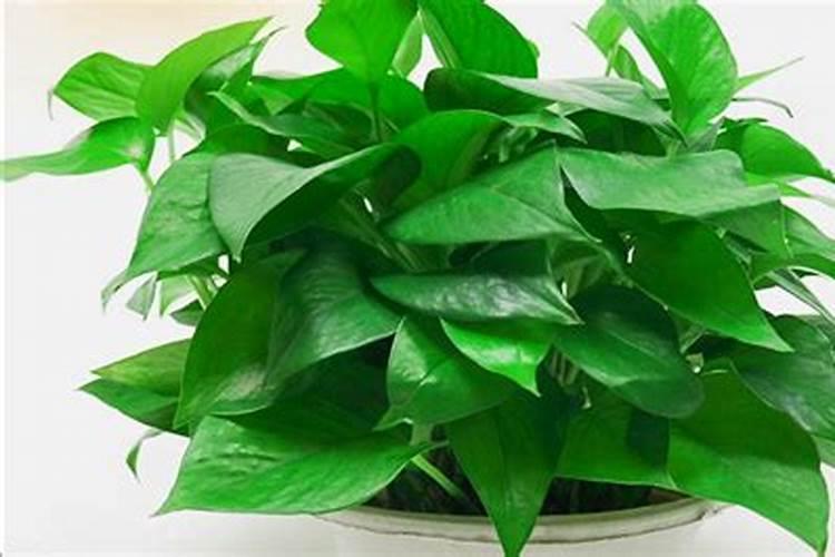 矿源腐植酸钾一亩地用25斤是不是超量了？