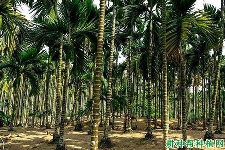 高钾水溶肥的前十名品牌有哪些？十大名牌水溶肥厂家有哪些？