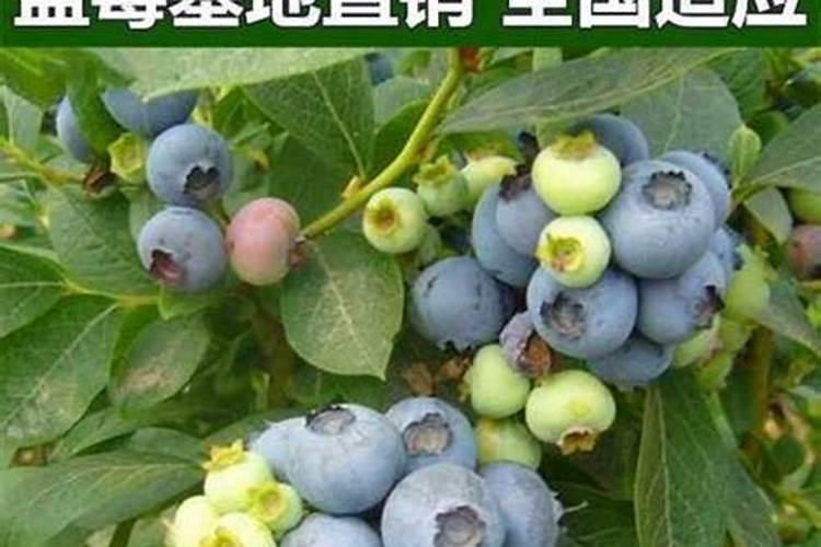 蓝莓施什么肥