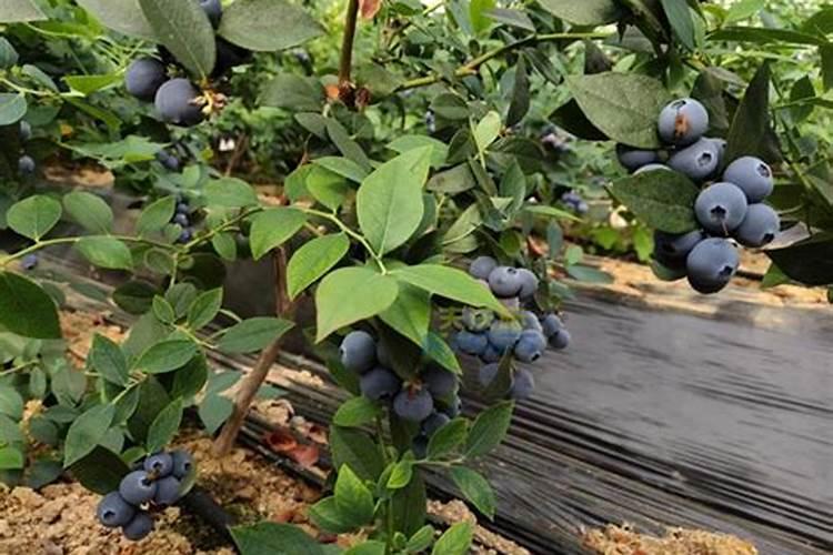 花盆中蓝莓施什么肥好