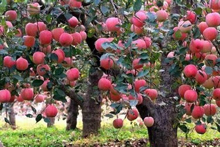 辣椒苗能施复合肥吗