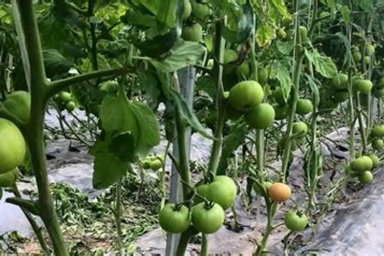 种植番茄怎么施肥