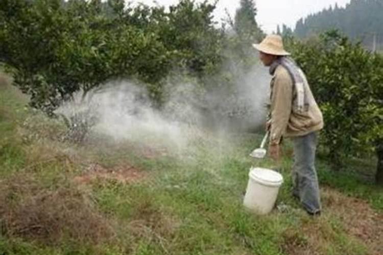 果树氮素过多会出现哪些症状？怎样防治？