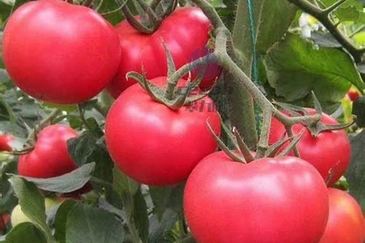 番茄挂果后怎么施肥 番茄施肥用什么肥料好