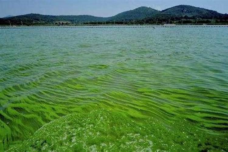 怎样才能让桂花树多开花