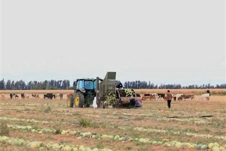 黄爪什么时候追肥合适