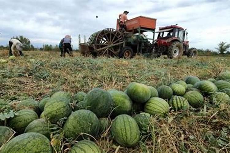 西瓜种植底肥用什么肥？