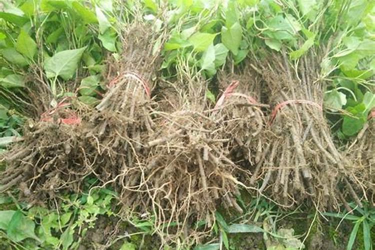 氮磷钾复合肥有哪些