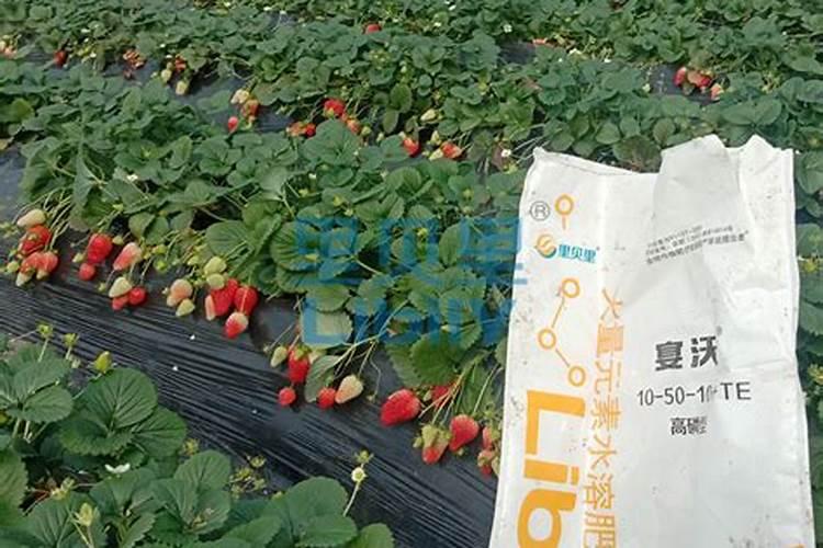 化肥哪里可以批发