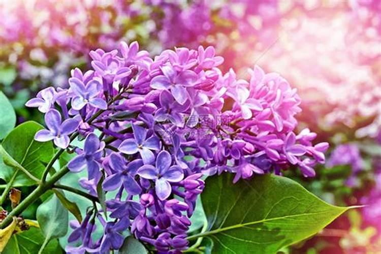 铵态氮肥不能与碱性物质混合施用的原因是什么？