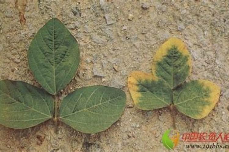 谁知道矿泉水中微量元素对人体的作用有哪些？