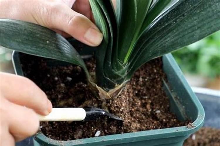 种植玉米的过程中,应该怎样合理使用肥料才不会浪费？