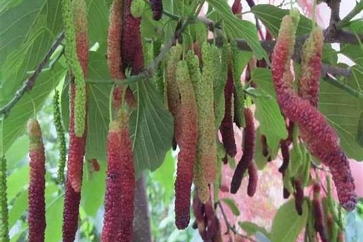 月季夏季施肥方法是什么 具体要怎么做