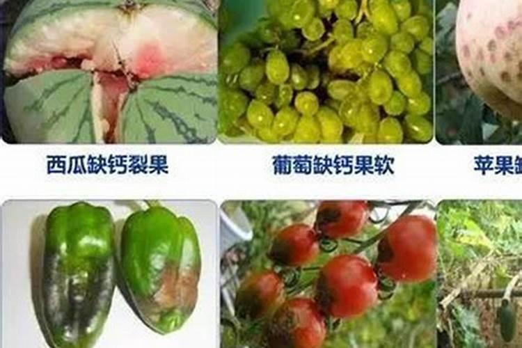 多肉植物用什么肥料最好