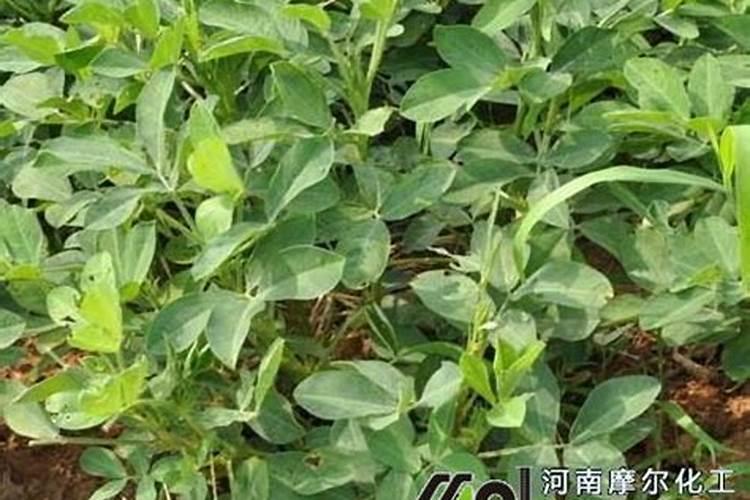 保花保果用赤霉素还是芸苔素